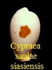 Cypraea saulae siasiensis, Cate 1960